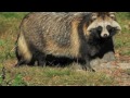 25 Of The Most Bizarre Animals You’ve Ever Heard Of Before
