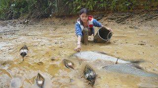 Harvest Snails, Clams, And Fish To Sell - Poor Girl Daily Life, Living In The Forest