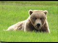 Brown Bears Wrestling, # 1, Katmai Nat. Park, 08