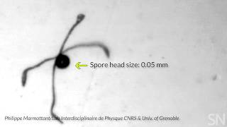 Watch horsetail plant spores in action | Science News