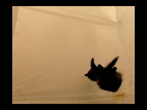 cat in zero gravity