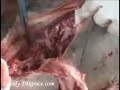 AUTOPSIA