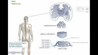 Cryonic Medical - Neurocryostimulation Explained