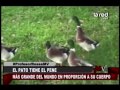 El pato tiene el pene más grande del mundo en proporción a su cuerpo