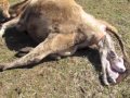 Cow Giving Birth images Cow Giving Birth