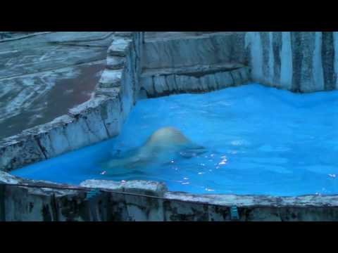 ホッキョクグマ　ララ　夜の動物園での活魚プレゼント　PolarBear