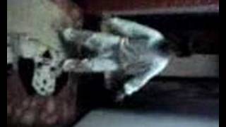 Ünye Yağız Kolbastı Show