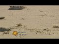 Alabama's sand crab