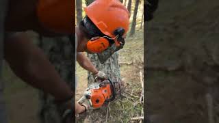 How We Shoot Tree With Sthil #Love #Viral #Sthilms500I #Montains #Tree #Wood #Bosque