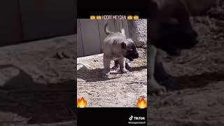 Yavru Kangal Tiktok Videosu