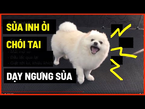 Dạy cún ngưng sủa inh ỏi - chói tai | Cách huấn luyện chó cơ bản BossDog | Dog training