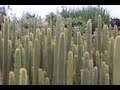 Desert Theatre Nursery Cactus, Succulents & Euphorbia