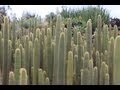 Desert Theatre  Nursery Cactus, Succulents & Euphorbia