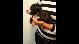 Black & White Female 4 Weeks Old