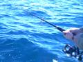 Catching Kingfish