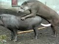 Tapir Mating images Tapir Mating