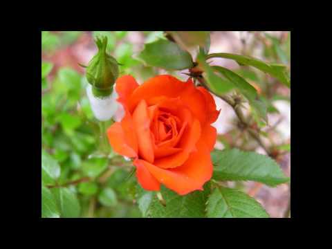 KARAOKE TRACK- YE RAATEIN YE MAUSAM
