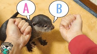 ???? ?????????????????????(Otter Bingo, guess where is your snack hiding!)