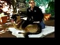 Dog Massage and Rehab With Buddy Dog Massage and Rehab With Buddy