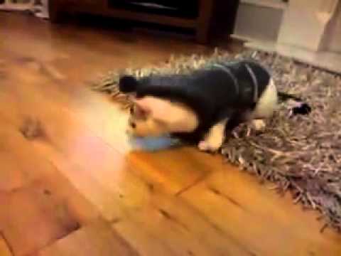 Why Can T Cats Move When Wearing Clothes Why Can T Cats Move When Wearing Clothes