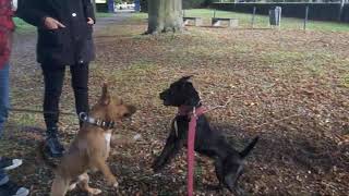 Bull Russsell M Adult Vs. Patterdale Estacado Vs. Malinois Herder X Patterdale 6Mnths. Fell Terriers