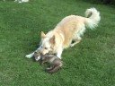 The real-life fox and hound: Dogs play with fox cub.