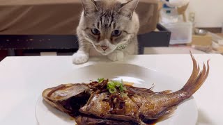 【欲しい】鯛の煮付けが食べたい猫