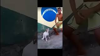 Cachorro Dançando Com Menino
