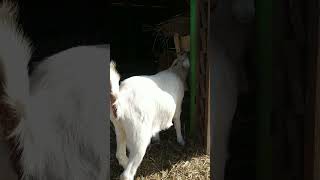 Baby Near The Goat / Малышка У Козы