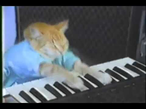 Keyboard Cat plays rock guitar (recorded with the RME Babyface)