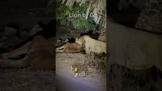 The Lion Killed The Cow