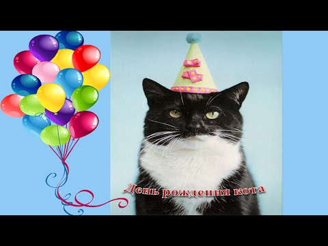 Смешные поздравления от котов 423