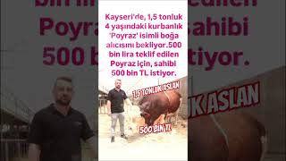 Kayseri̇de 1,5 Tonluk Aslan Boğa 500 Bi̇n Tlten Satişa Çikti..