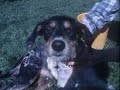Verlaines - Bird Dog