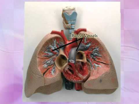 Heart & Lungs - How They Are Made To Perform - YouTube