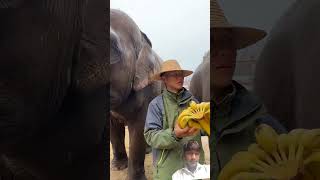Cleaning In Bad Weatherfortunately, The Breeder Closed His Feet Quapple Crush Elephant Eats Applewas