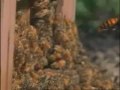 30 hornets vs. 30,000 bees