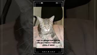 😻 #Ржачныевидео #Cat #Shortscats #Tiktok #Смех #Юмор #Смех_До_Слез #Приколы #Cats