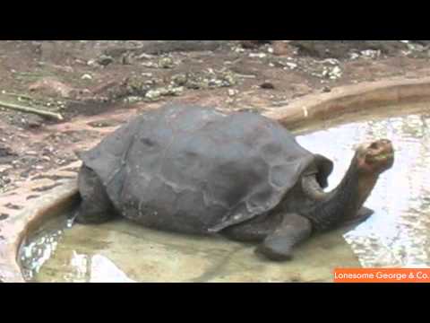 abingdon island tortoise