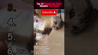 Top 10 Cat Wash Moments