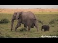Elephant Baby-Mother love will make U cry