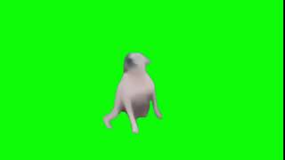 Dog Dancing Green Screen Meme Template