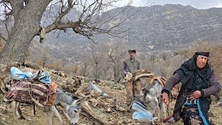 Iran Nomadic Life Jahangirs Attempt To Bring Firewood With A Donkey In The Mountains