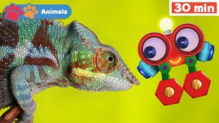Toddlers Learn Animals With Robi Educational Early Learning Videos For Baby Brain Development
