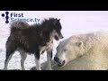 Polar bears and dogs playing