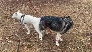 Natural Husky Breeding Feb 2022