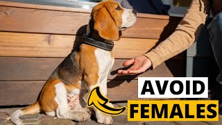You Should Not Get A Female Beagle Heres Why