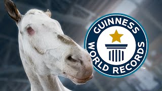 Blind Horse Endo Still Has A Big Heart - Guinness World Records