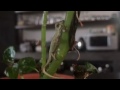 Dwarf Chameleon Obstacles Dwarf Chameleon Obstacles