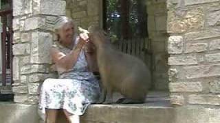 Entrenando a un capibara (roedor gigante) a pedir helados